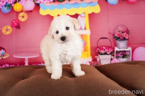 成約済の静岡県のトイプードル-304064の6枚目