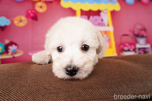 成約済の静岡県のトイプードル-304064の2枚目