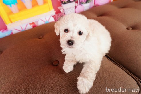 成約済の静岡県のトイプードル-304064の3枚目