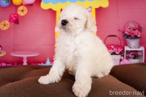 成約済の静岡県のトイプードル-304064の4枚目