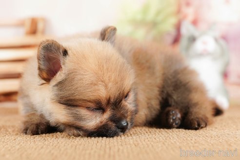 成約済の静岡県のポメラニアン-304063の5枚目