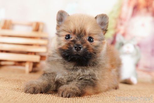 成約済の静岡県のポメラニアン-304063の4枚目