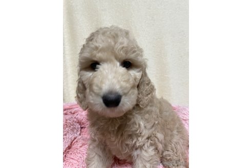 成約済の茨城県のスタンダードプードル-295722の5枚目