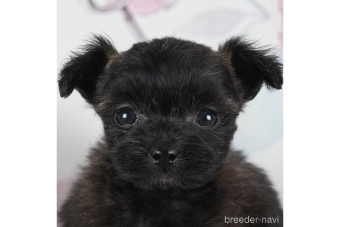 成約済の静岡県のポメプー:ポメラニアン×トイプードル-304066の1枚目