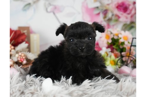 成約済の静岡県のポメプー:ポメラニアン×トイプードル-304066の4枚目