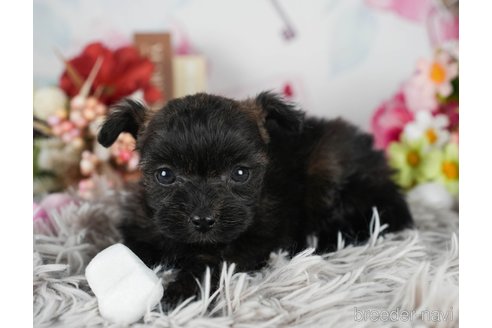 成約済の静岡県のポメプー:ポメラニアン×トイプードル-304066の5枚目