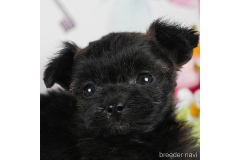 成約済の静岡県のポメプー:ポメラニアン×トイプードル-304066の3枚目