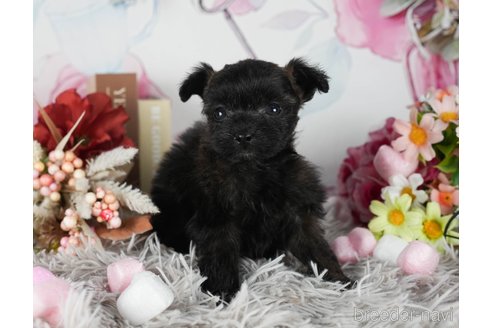 成約済の静岡県のポメプー:ポメラニアン×トイプードル-304066の2枚目