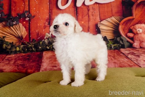 成約済の静岡県のトイプードル-304065の7枚目