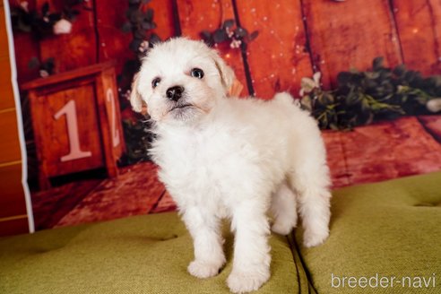 成約済の静岡県のトイプードル-304065の6枚目