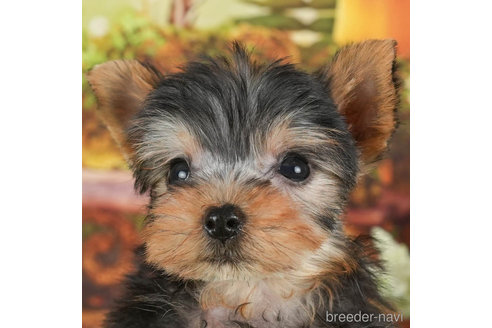 成約済の静岡県のヨークシャーテリア-304067の2枚目