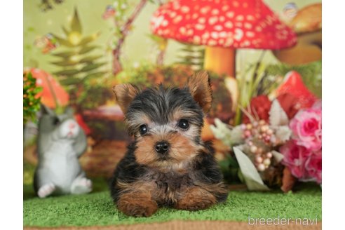 成約済の静岡県のヨークシャーテリア-304067の3枚目