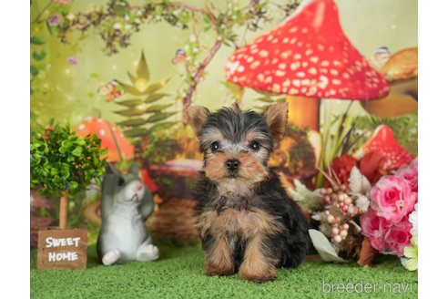 成約済の静岡県のヨークシャーテリア-304067の4枚目