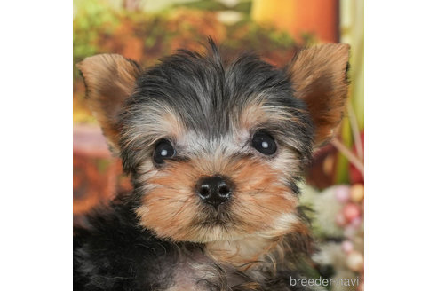 成約済の静岡県のヨークシャーテリア-304067の1枚目