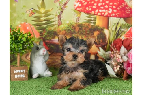 成約済の静岡県のヨークシャーテリア-304067の5枚目