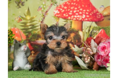 成約済の静岡県のヨークシャーテリア-304067の6枚目