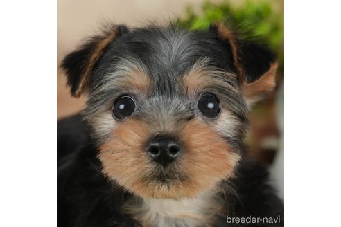 成約済の静岡県のヨークシャーテリア-304068の1枚目