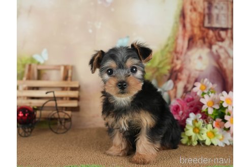 成約済の静岡県のヨークシャーテリア-304068の5枚目