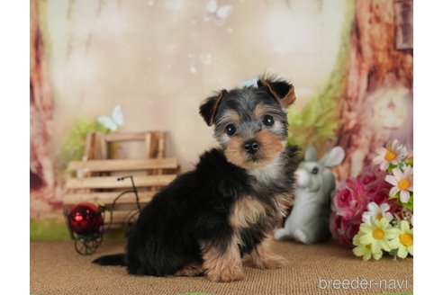 成約済の静岡県のヨークシャーテリア-304068の6枚目