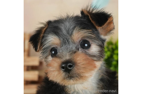 成約済の静岡県のヨークシャーテリア-304068の2枚目