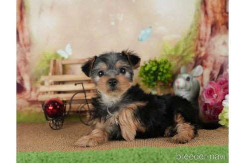 成約済の静岡県のヨークシャーテリア-304068の3枚目