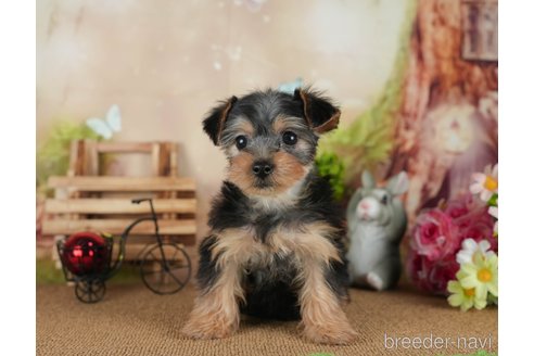 成約済の静岡県のヨークシャーテリア-304068の4枚目