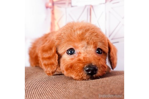 成約済の静岡県のトイプードル-304070の6枚目