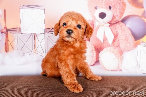 成約済の静岡県のトイプードル-304070の4枚目