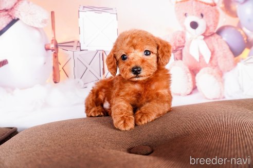 成約済の静岡県のトイプードル-304070