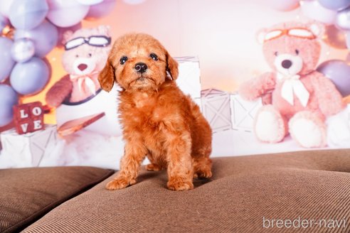 成約済の静岡県のトイプードル-304070の5枚目