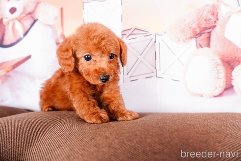 成約済の静岡県のトイプードル-304070の2枚目