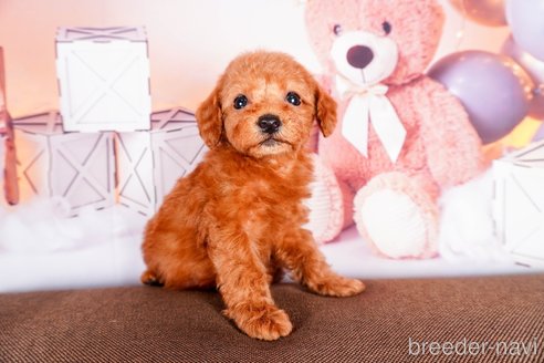 成約済の静岡県のトイプードル-304070の3枚目