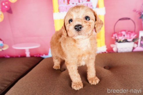 成約済の静岡県のトイプードル-304072