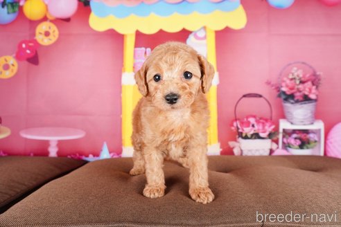 成約済の静岡県のトイプードル-304072の6枚目