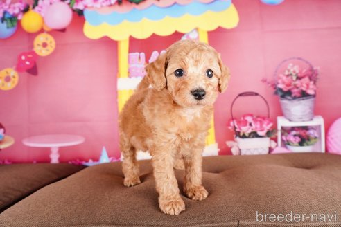 成約済の静岡県のトイプードル-304072の2枚目