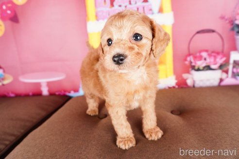 成約済の静岡県のトイプードル-304072の3枚目