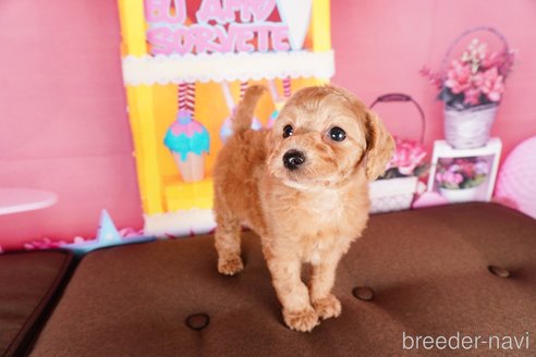 成約済の静岡県のトイプードル-304072の4枚目