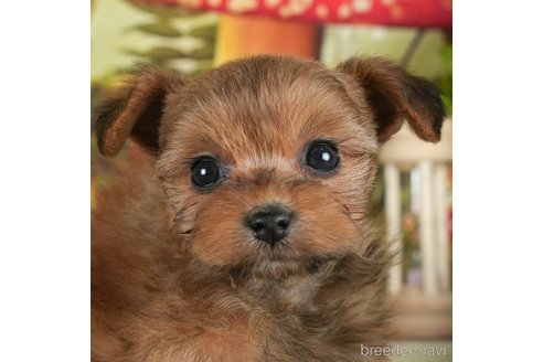 成約済の静岡県のポメプー:ポメラニアン×トイプードル-304075の6枚目