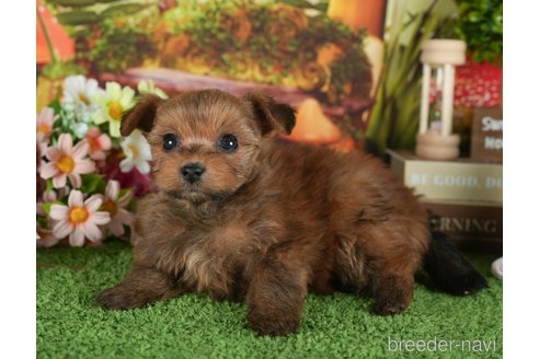 成約済の静岡県のポメプー:ポメラニアン×トイプードル-304075の2枚目