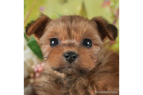 成約済の静岡県のポメプー:ポメラニアン×トイプードル-304075の1枚目