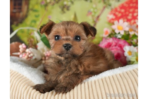 成約済の静岡県のポメプー:ポメラニアン×トイプードル-304075の4枚目