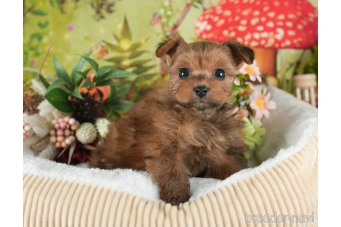 成約済の静岡県のポメプー:ポメラニアン×トイプードル-304075の3枚目