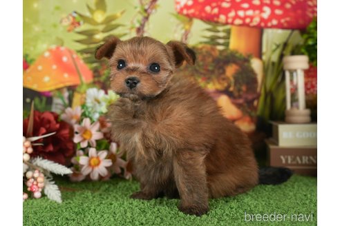 成約済の静岡県のポメプー:ポメラニアン×トイプードル-304075の5枚目