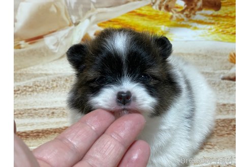 成約済の埼玉県のポメラニアン-304092の15枚目