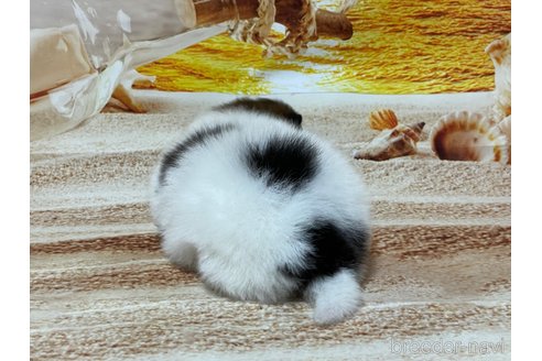 成約済の埼玉県のポメラニアン-304092の8枚目