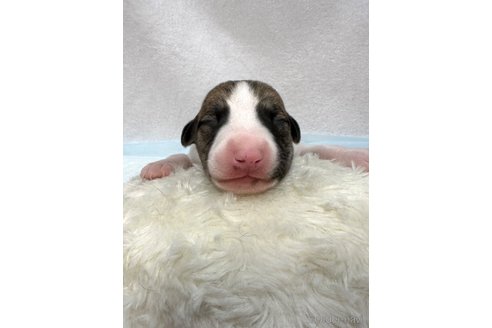 成約済の愛知県のウィペット-304165の6枚目