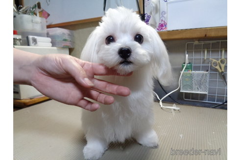 成約済の栃木県のマルチーズ-304127の1枚目