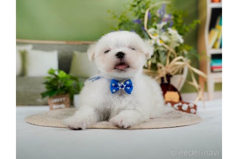 成約済の神奈川県のマルチーズ-304135の4枚目