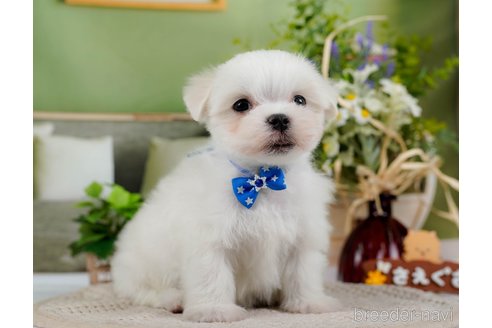 成約済の神奈川県のマルチーズ-304135の5枚目