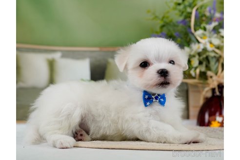 成約済の神奈川県のマルチーズ-304135の6枚目